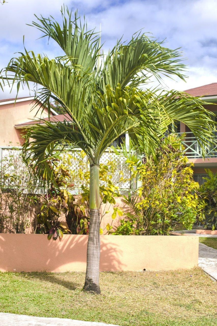 Apartamento Halcyon Palm Holetown Exterior foto